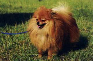 Silver De la source des evoissons